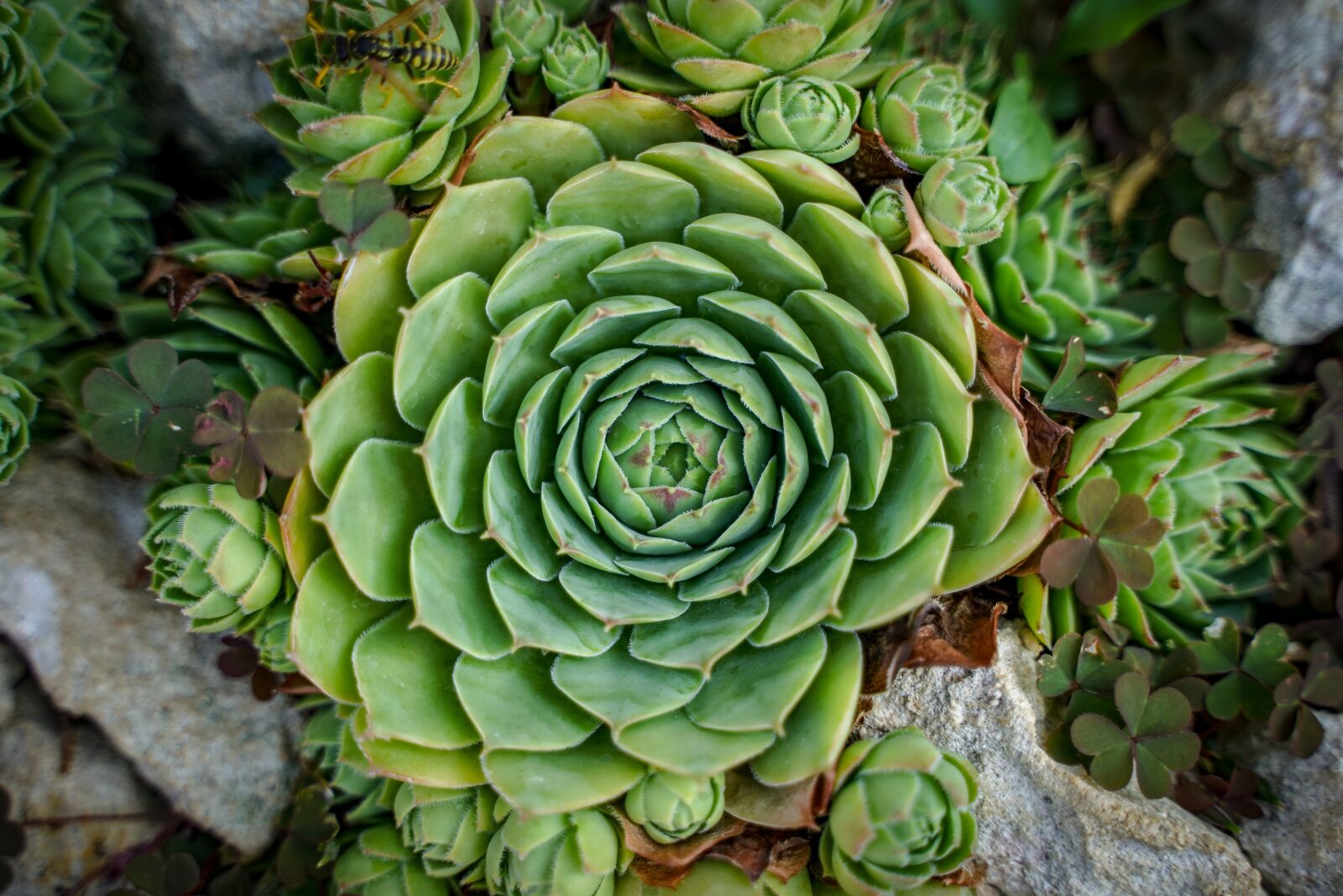 Sony a7 III + Tamron 28-75mm F2.8 Di III RXD sample photo. Stone flower, flower, cactus photography
