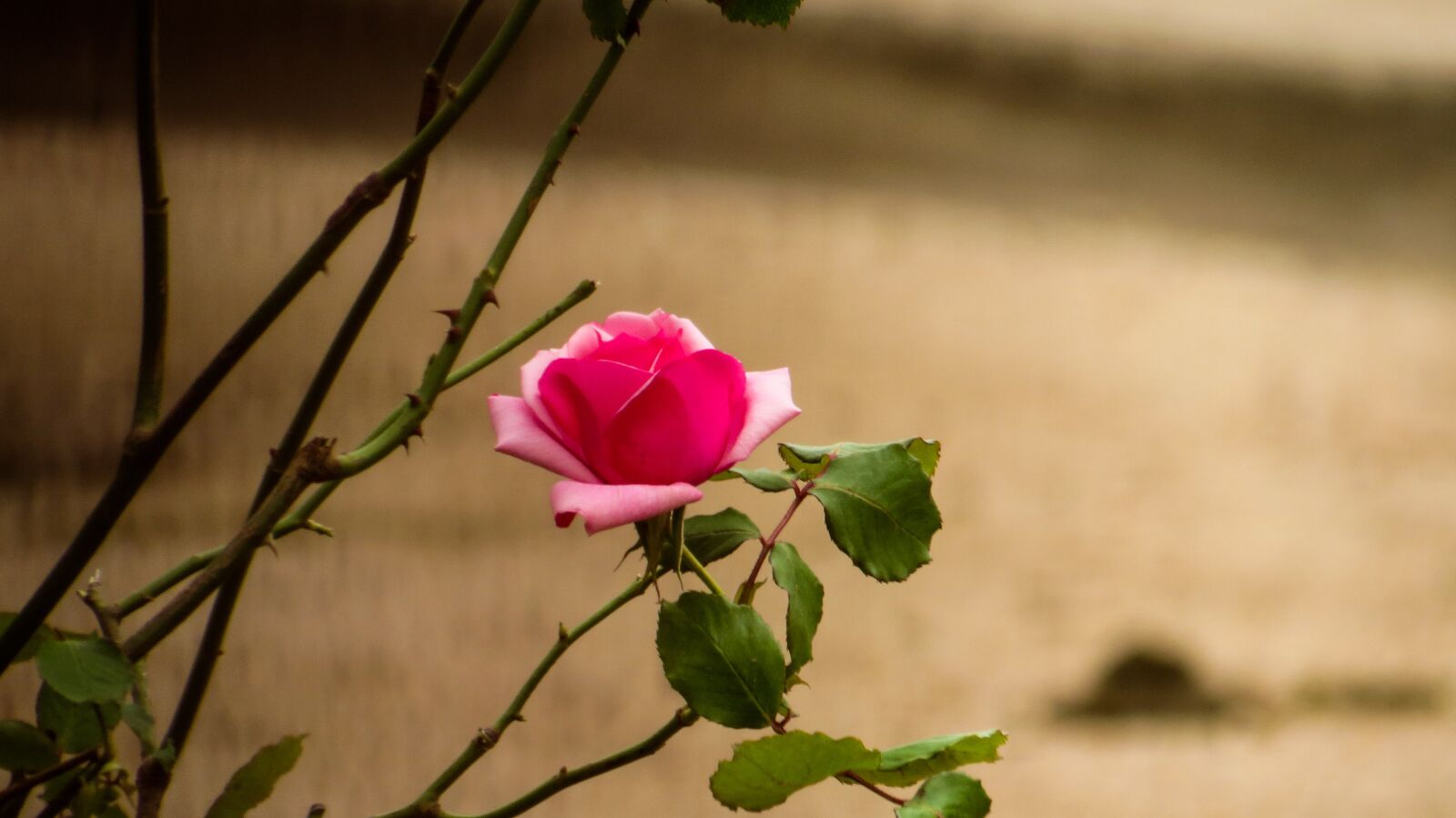 Canon PowerShot SX40 HS sample photo. Rosa, pink, flowers photography