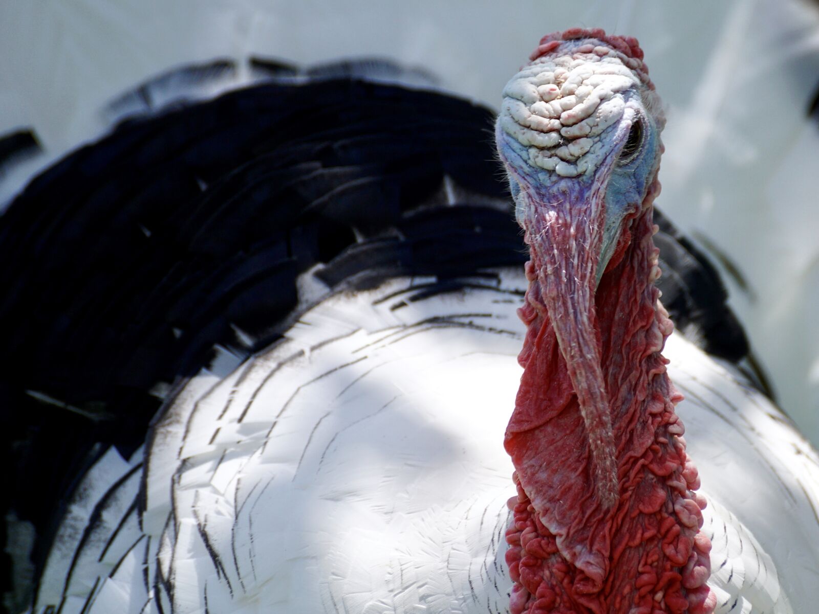 Sony DT 55-300mm F4.5-5.6 SAM sample photo. Turkey, bird, nature photography