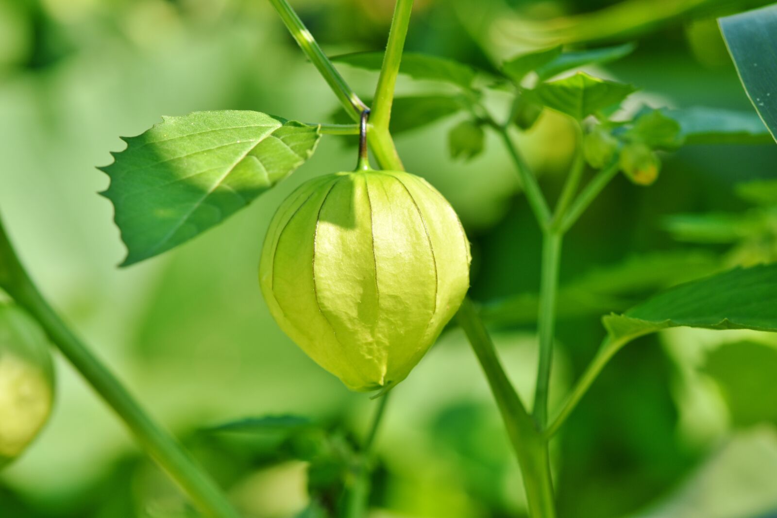 Nikon D7200 sample photo. Physalis, bladder cherry, plant photography