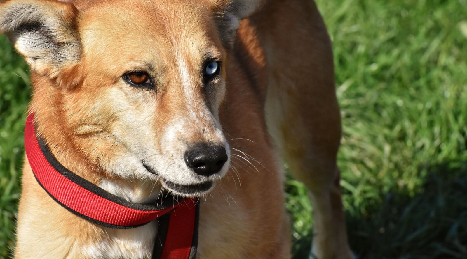 Nikon D7200 sample photo. Dog, animal, different eye photography