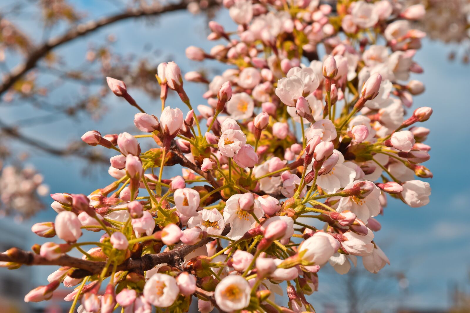 Nikon D3300 sample photo. Nature, cherry blossom, spring photography