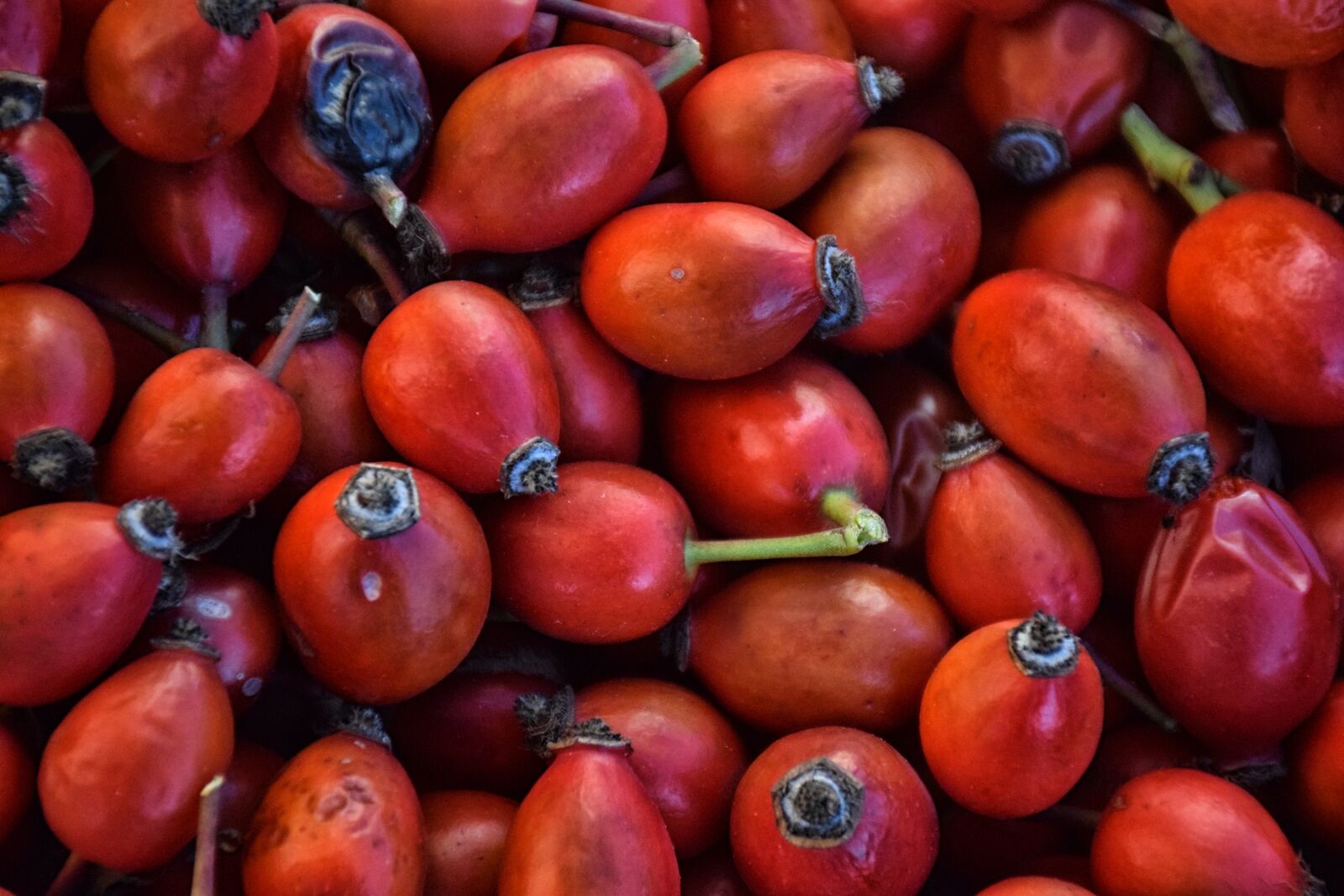 Nikon D5300 sample photo. Rose fruit, briar, shrub photography