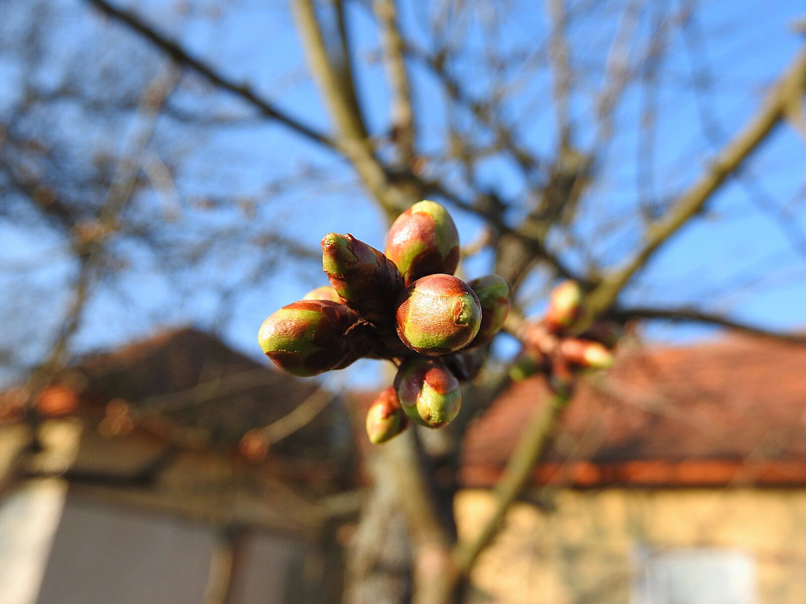 Nikon Coolpix P610 sample photo. Flower buds, cherry buds photography