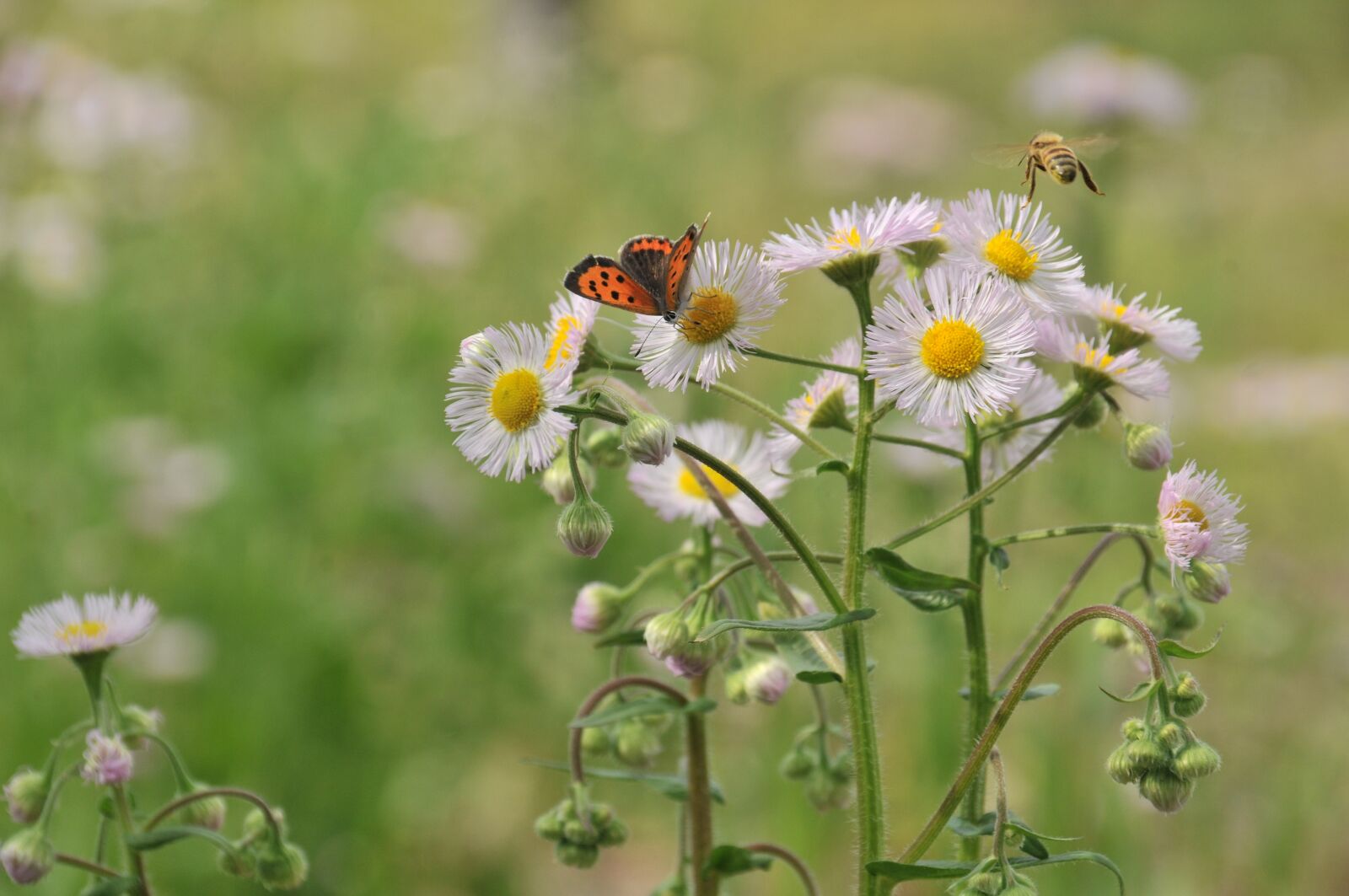 Nikon D300S sample photo. Butterfly, bee, flowers photography