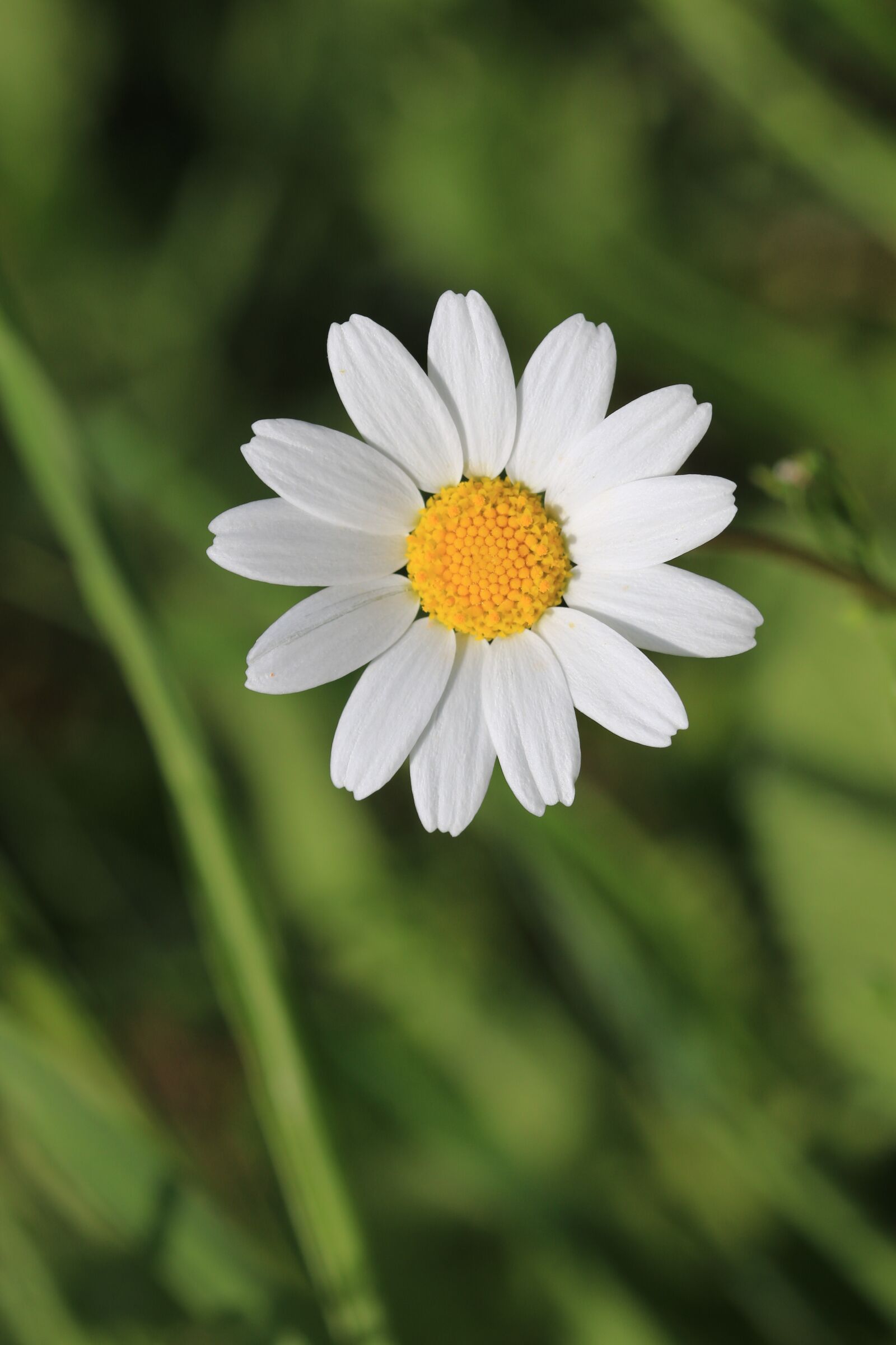 Canon EOS 70D + Canon EF 100mm F2.8 Macro USM sample photo. Daisy, green, flower photography