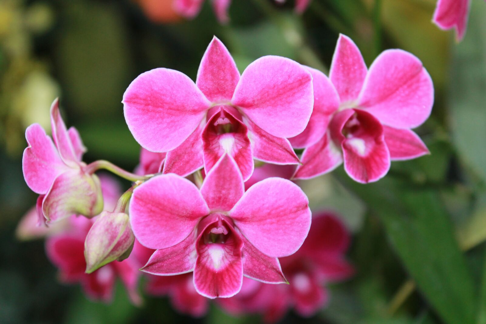 Canon EOS 1100D (EOS Rebel T3 / EOS Kiss X50) sample photo. Orchids, pink, green photography