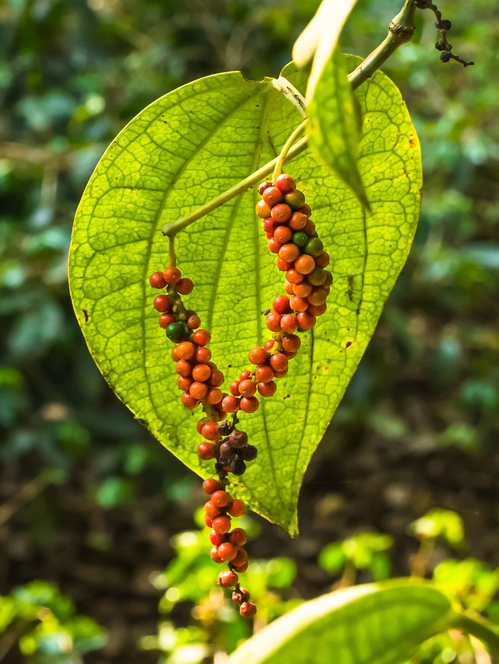 Nikon D7200 sample photo. Leaf, nature, food photography
