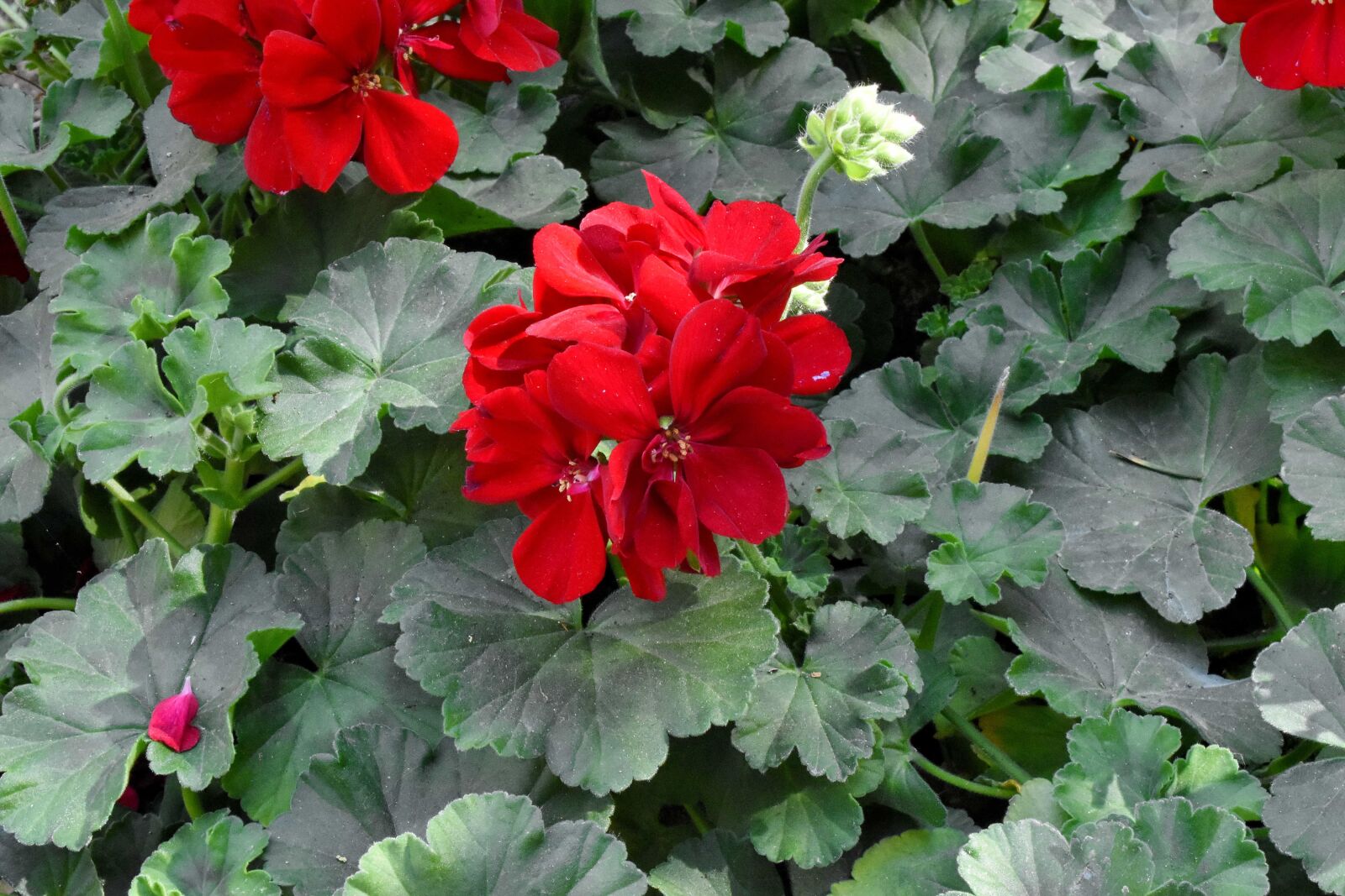Nikon D5500 sample photo. Plant, flower, herb, geranium photography
