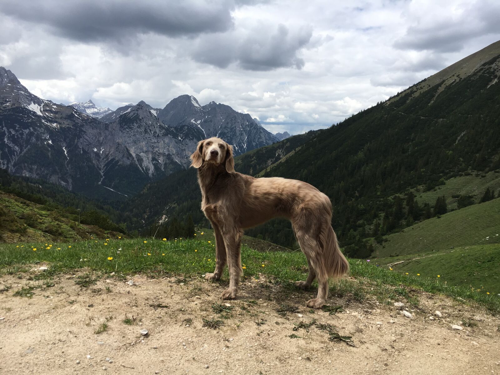 Apple iPhone 6s sample photo. Mountains, hiking, dog photography