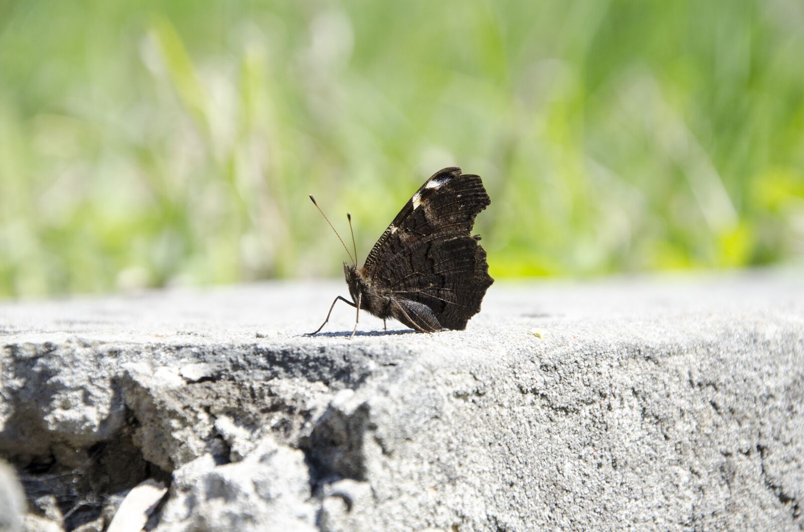 Nikon D5100 sample photo. Butterfly, insect, wing photography