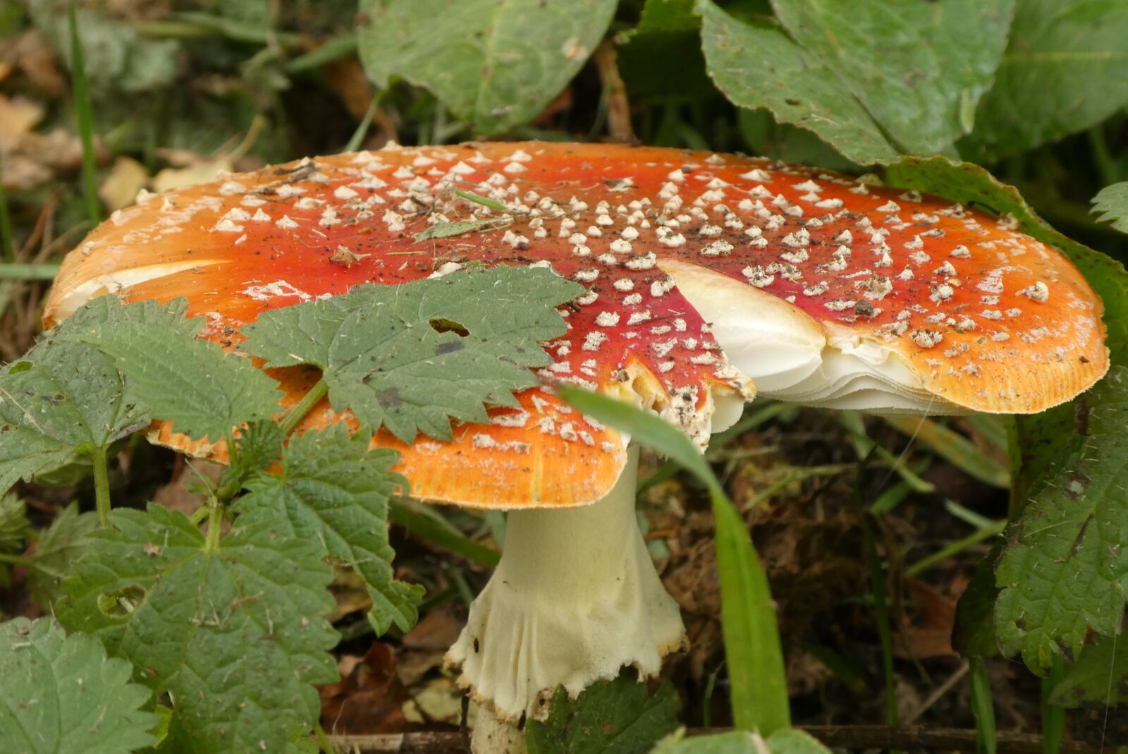 Panasonic Lumix DC-ZS70 (Lumix DC-TZ90) sample photo. Mushroom, fly agaric, autumn photography