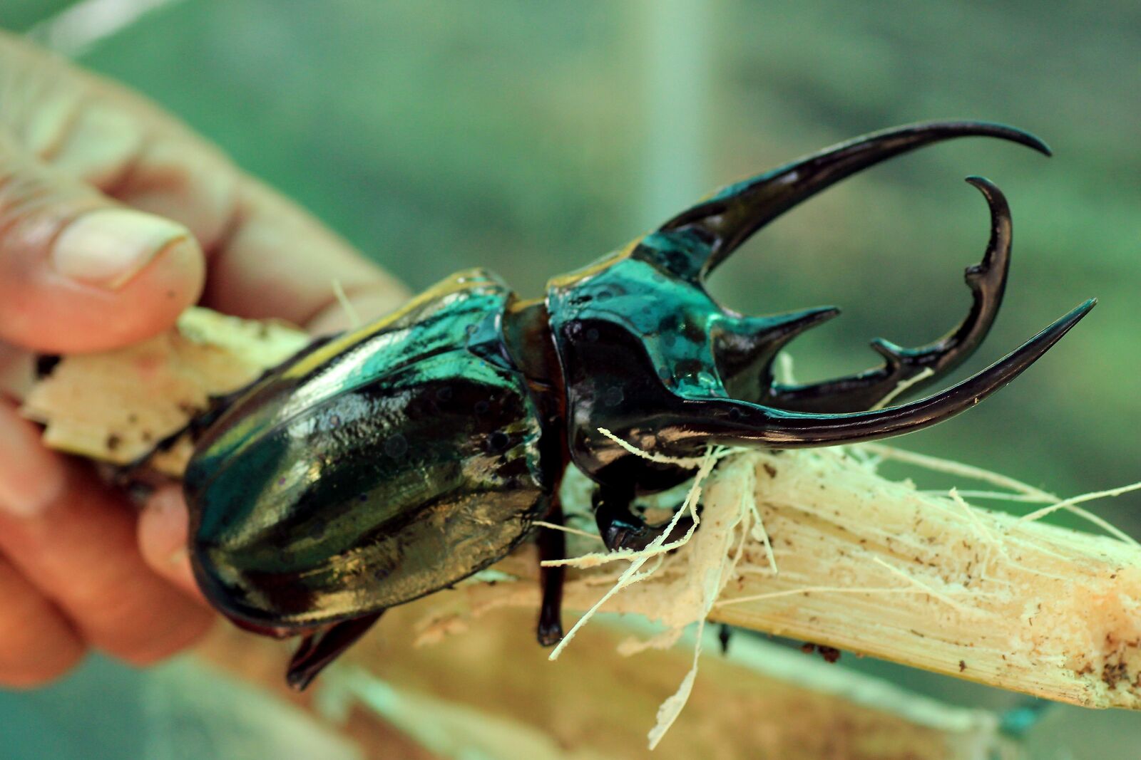 Canon EOS 550D (EOS Rebel T2i / EOS Kiss X4) sample photo. Beetle, stag beetle, insect photography
