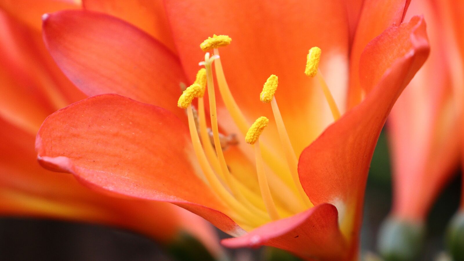 Canon EF-S 18-55mm F4-5.6 IS STM sample photo. Flower, petals, plant photography