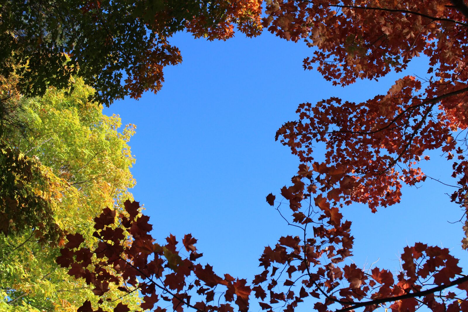 Canon EOS 700D (EOS Rebel T5i / EOS Kiss X7i) sample photo. Autumn, fall, leaves photography