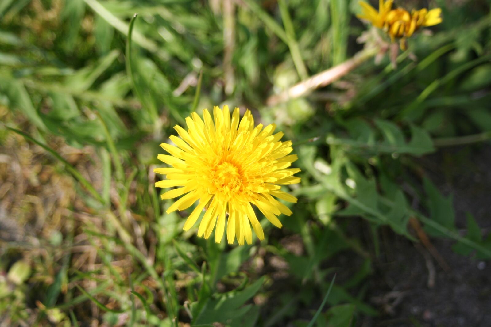 Canon EOS 350D (EOS Digital Rebel XT / EOS Kiss Digital N) sample photo. Dandelion, yellow flower, meadow photography