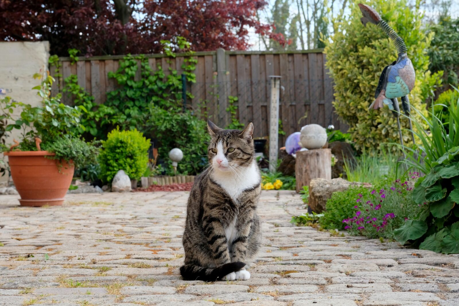 Fujifilm X-T20 sample photo. Cat, sit, pet photography