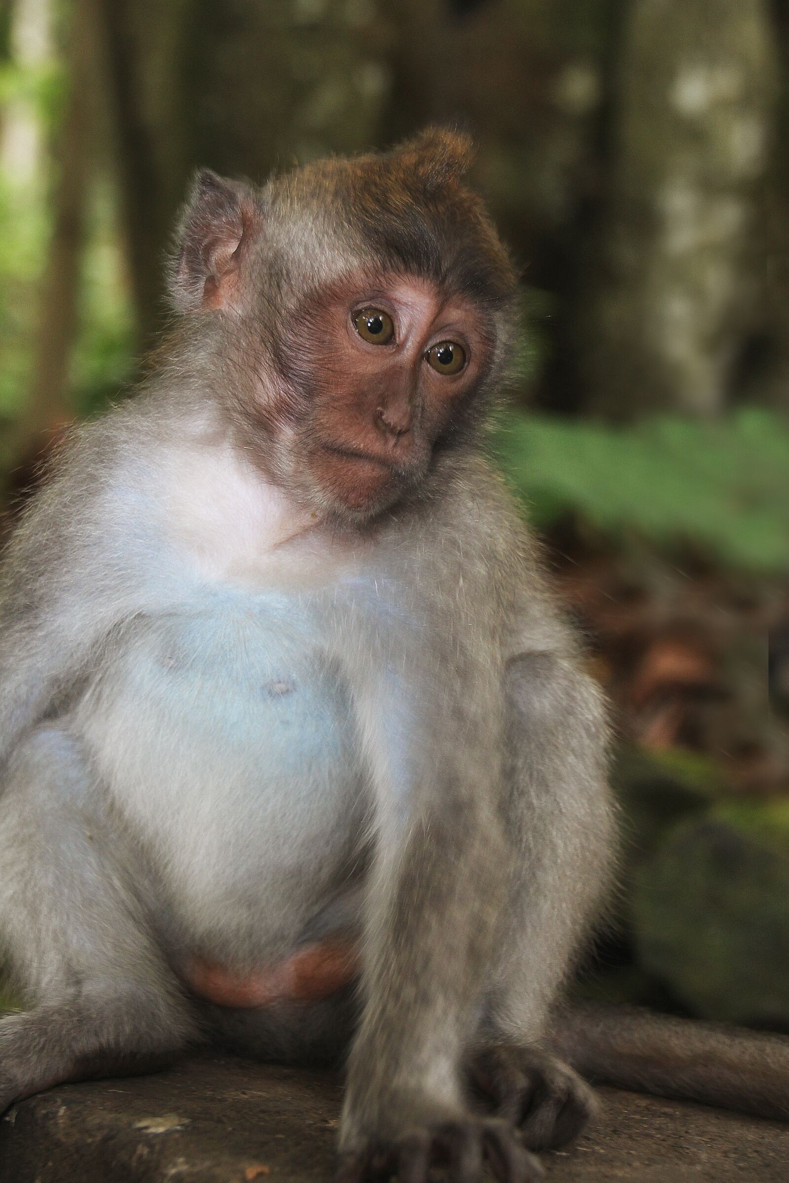 Canon EOS 700D (EOS Rebel T5i / EOS Kiss X7i) sample photo. Bali, monkey, emotion photography