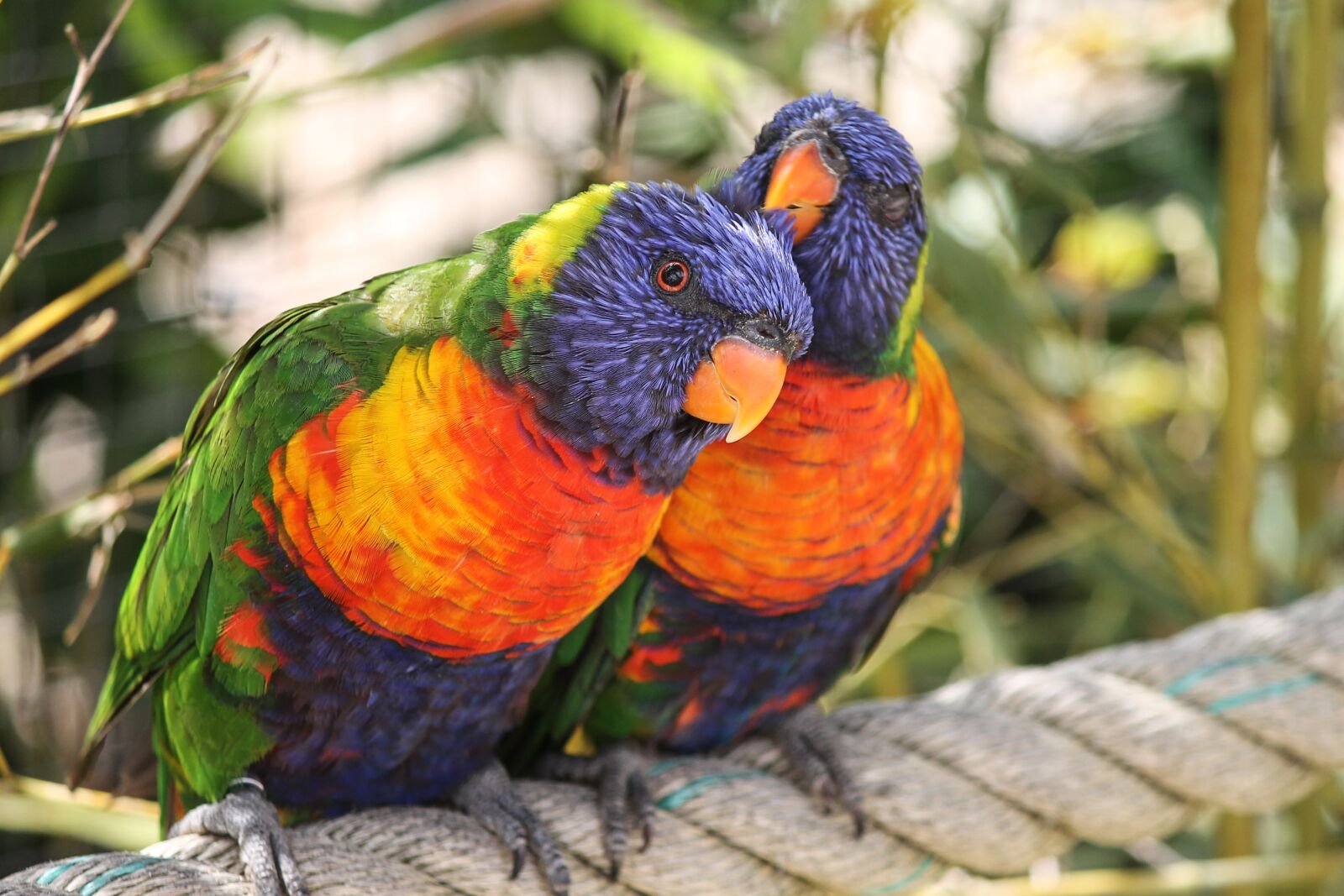 Canon EOS 1100D (EOS Rebel T3 / EOS Kiss X50) sample photo. Parrots, allfarbloris, trichoglossus rainbow photography