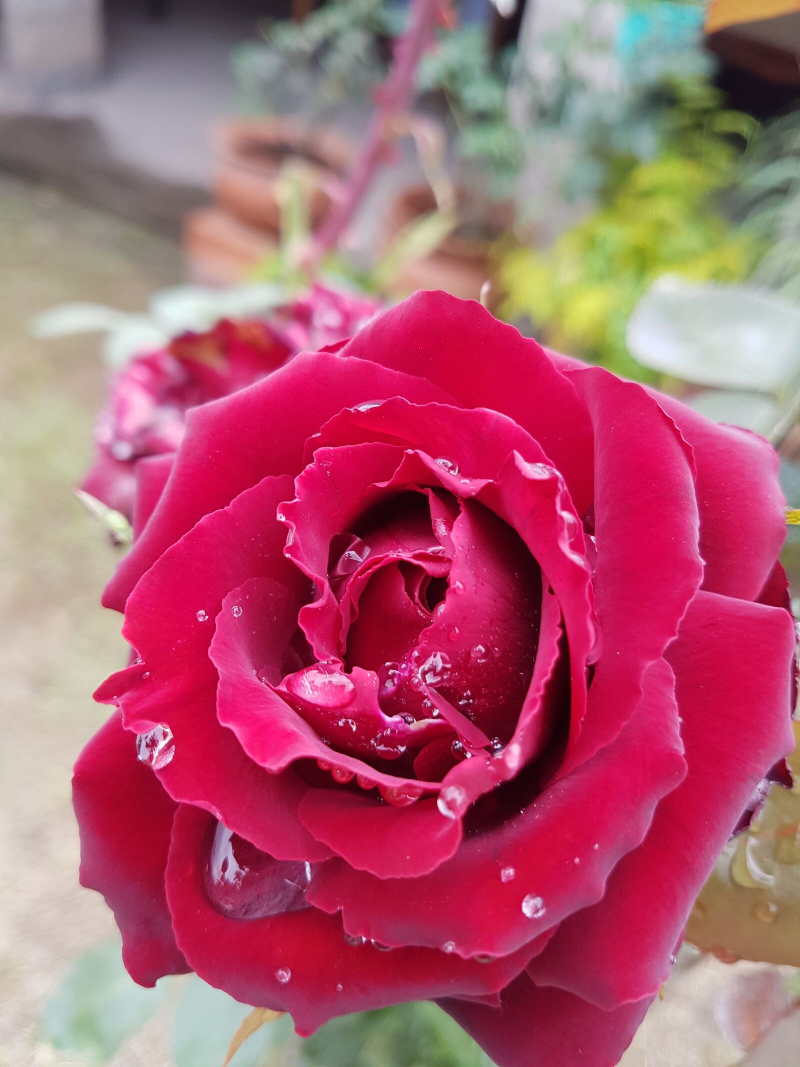 Samsung Galaxy S7 Edge sample photo. Flower, rosa, red rose photography