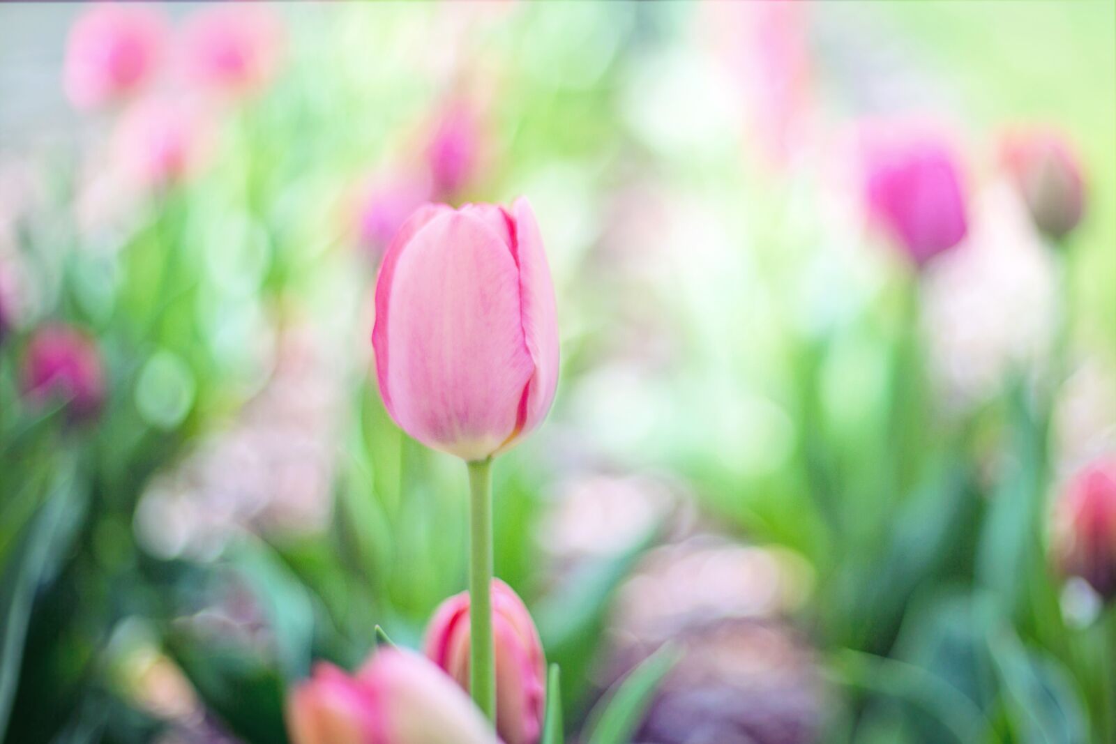 Canon EF 50mm F1.4 USM sample photo. Spring, tulips, pink photography