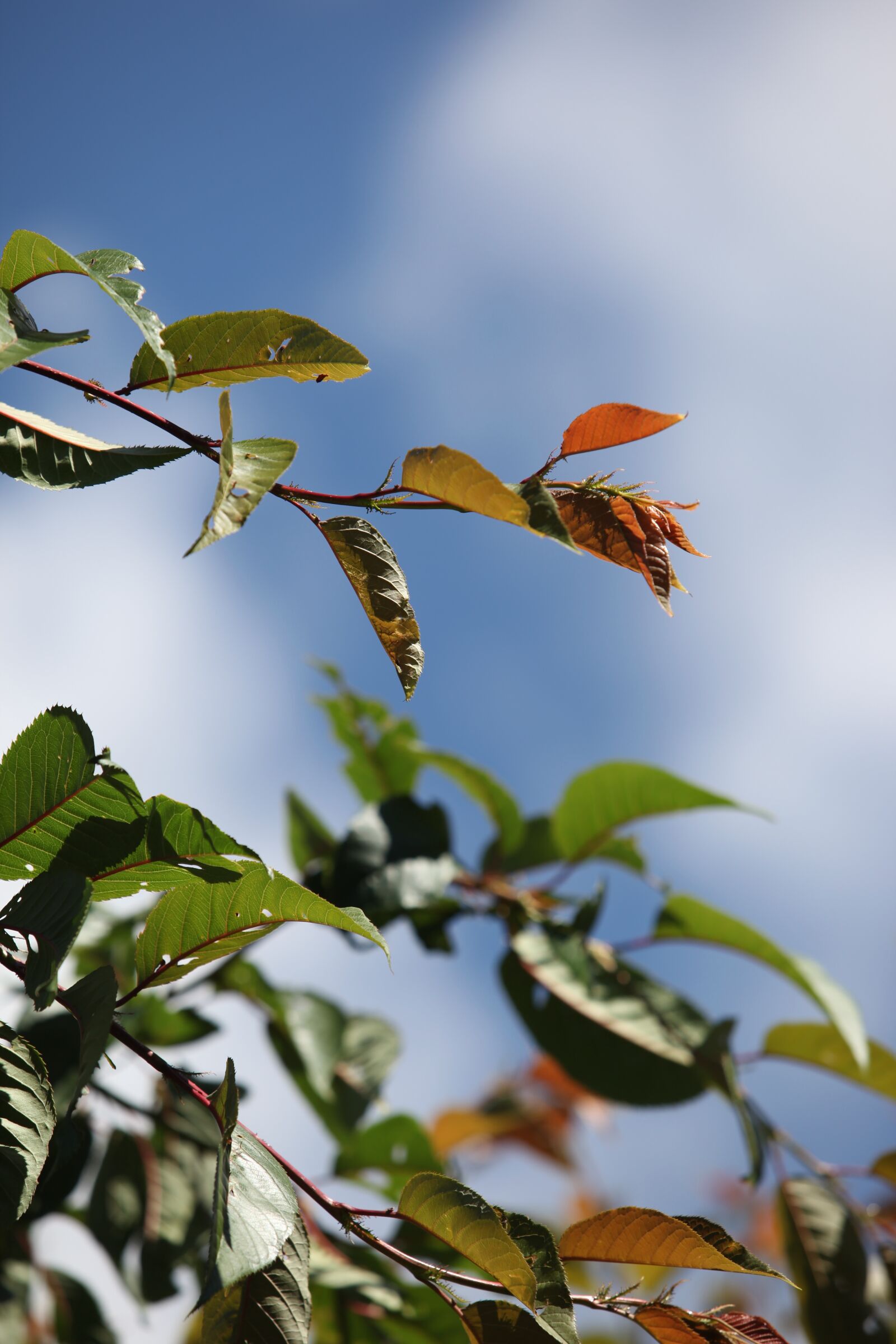 Canon EOS 5D Mark II sample photo. Summer, nature, outdoor photography
