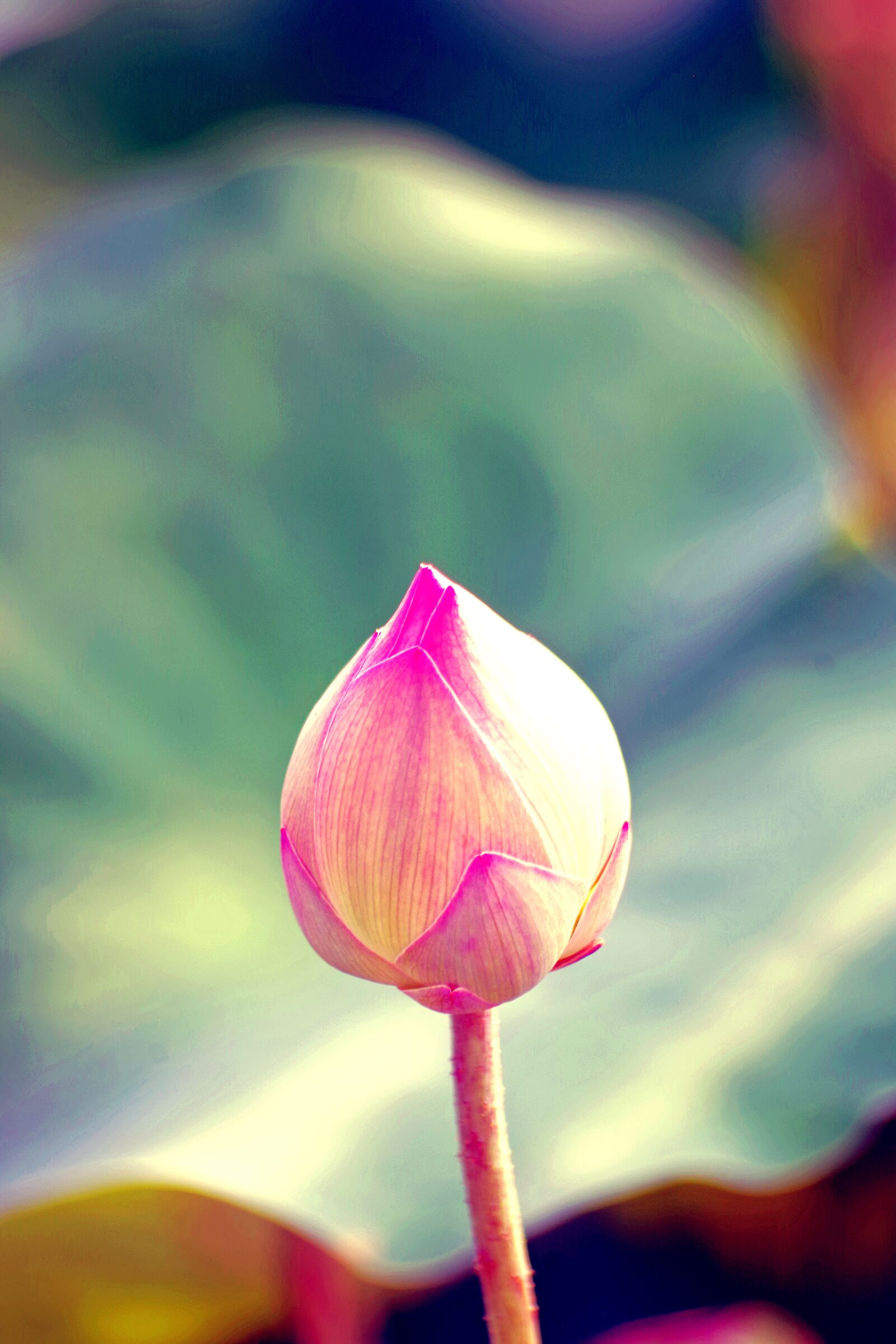 Pentax K-S2 sample photo. Water lily, water, colorful photography