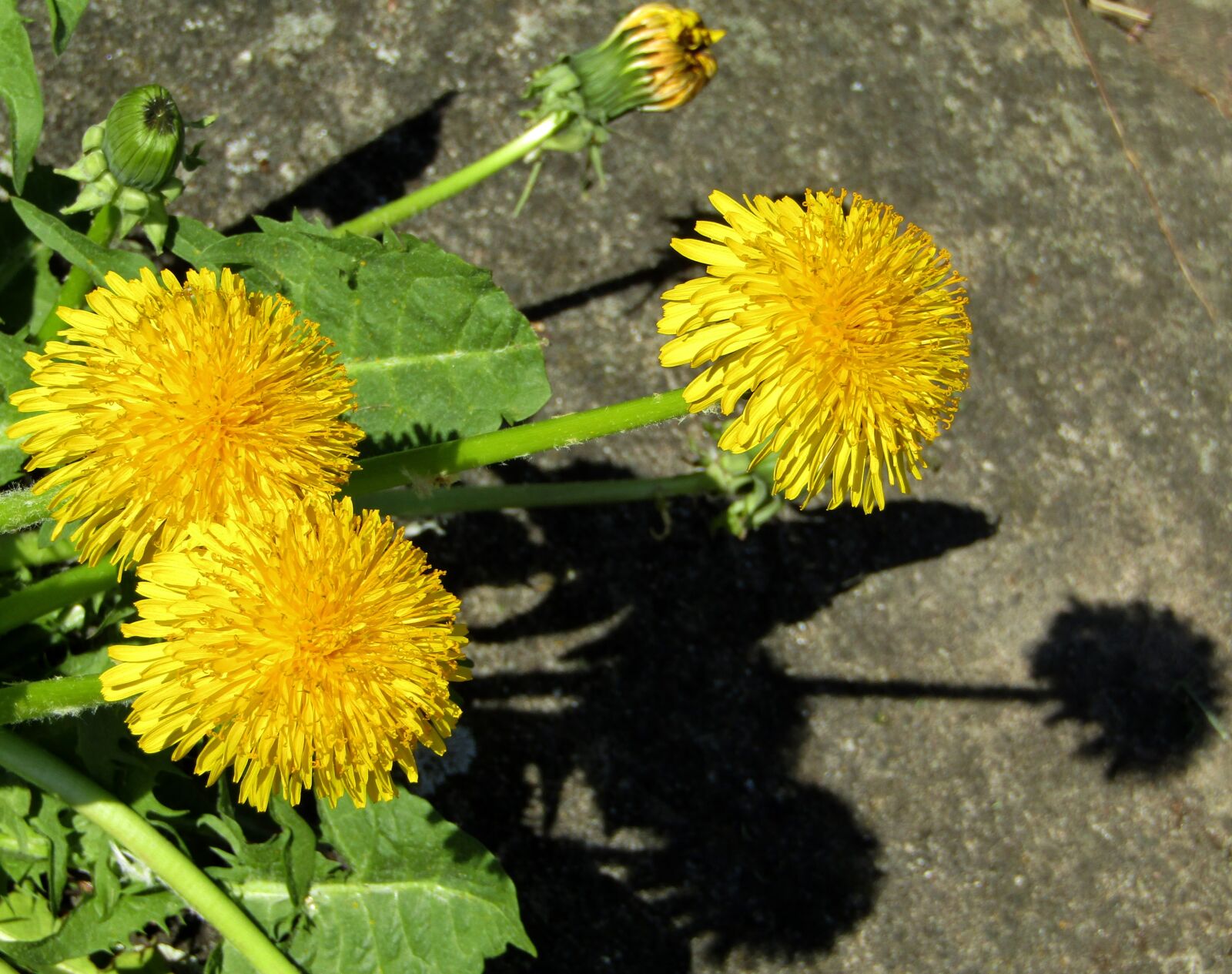 Canon POWERSHOT SX432 IS sample photo. Spring, dandelion, close up photography