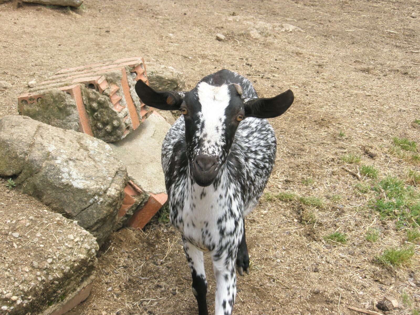 Olympus u820,S820 sample photo. Goat, animals, farm photography