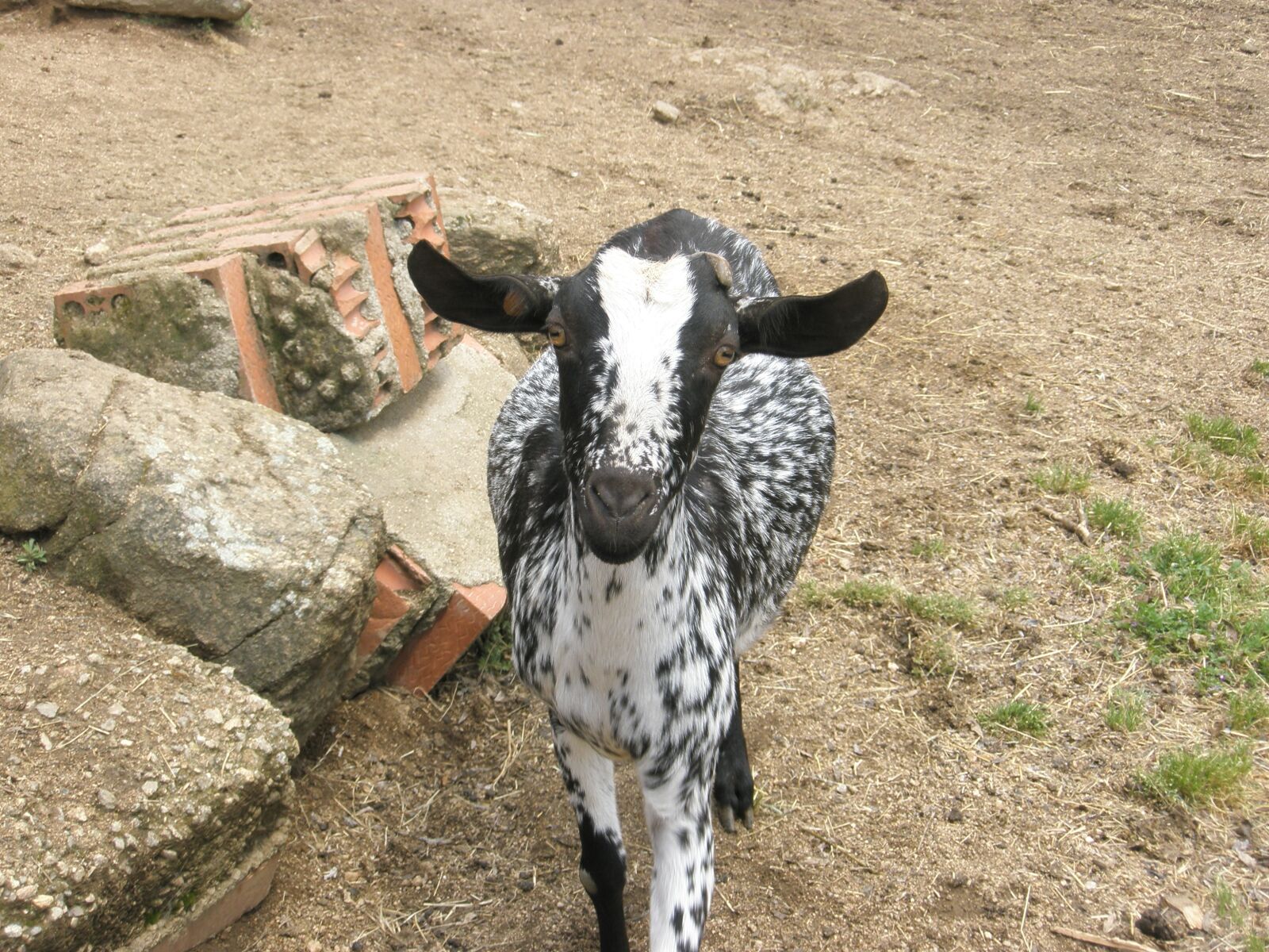 Olympus u820,S820 sample photo. Goat, animals, farm photography