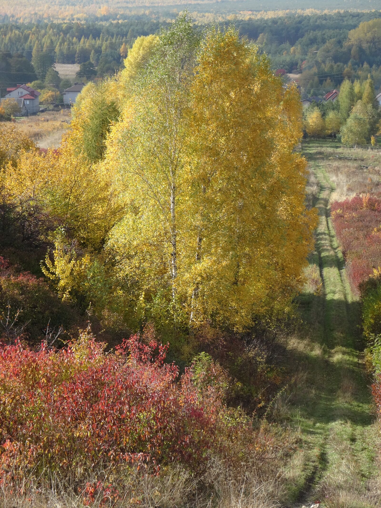 Sony Cyber-shot DSC-WX300 sample photo. Olkusz, poland, tree photography