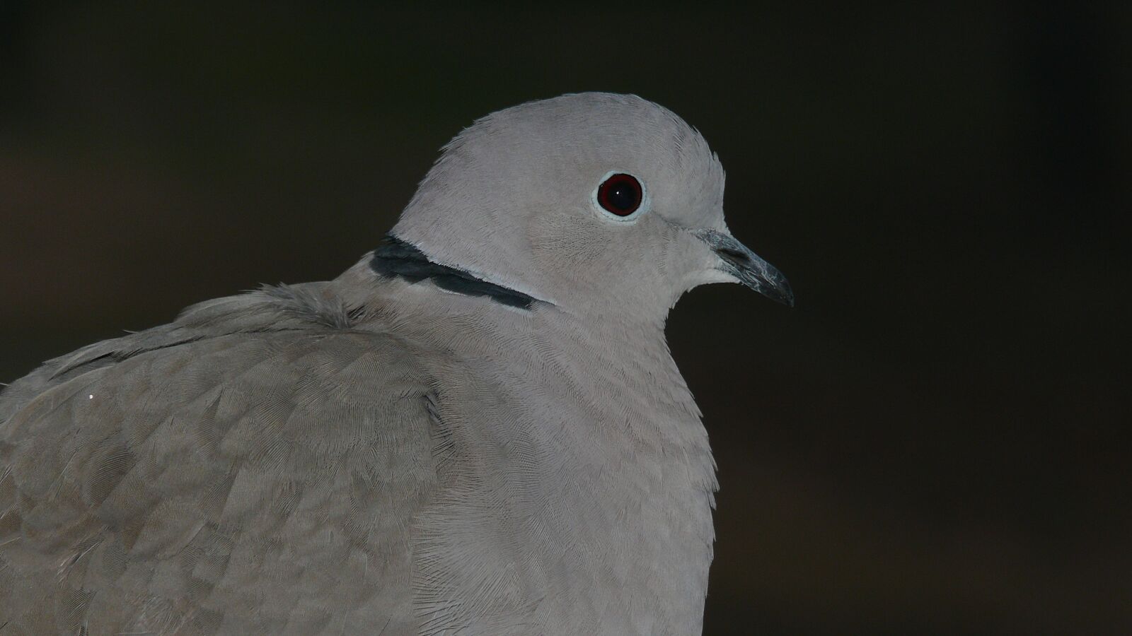 Panasonic DMC-FZ50 sample photo. Dove, bird, nature photography