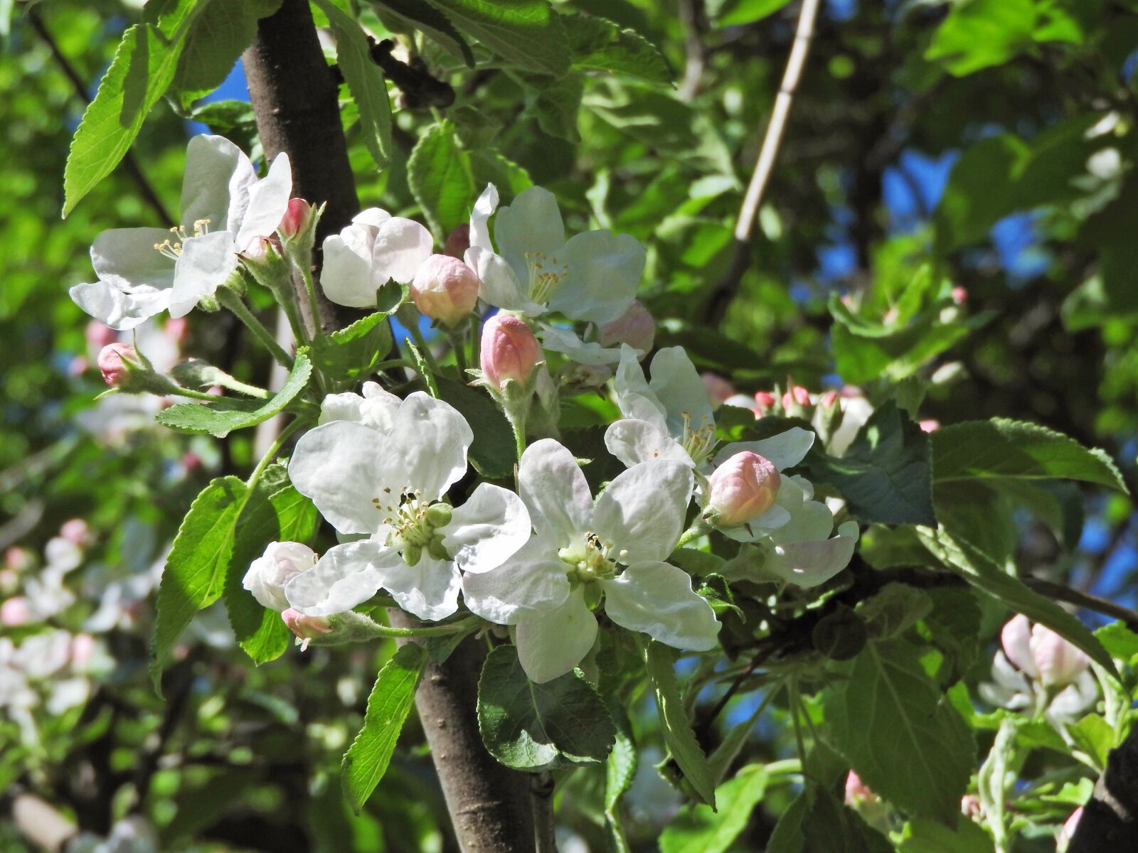 Nikon Coolpix P610 sample photo. May, spring, bloom photography
