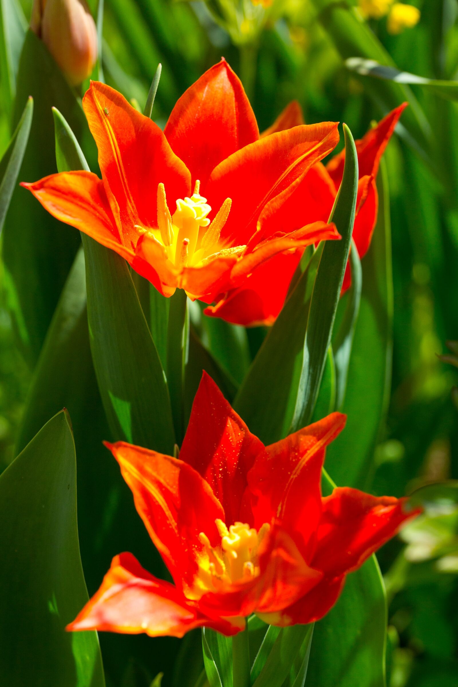 Canon EOS 5D Mark III sample photo. Tulip, spring, flowers photography