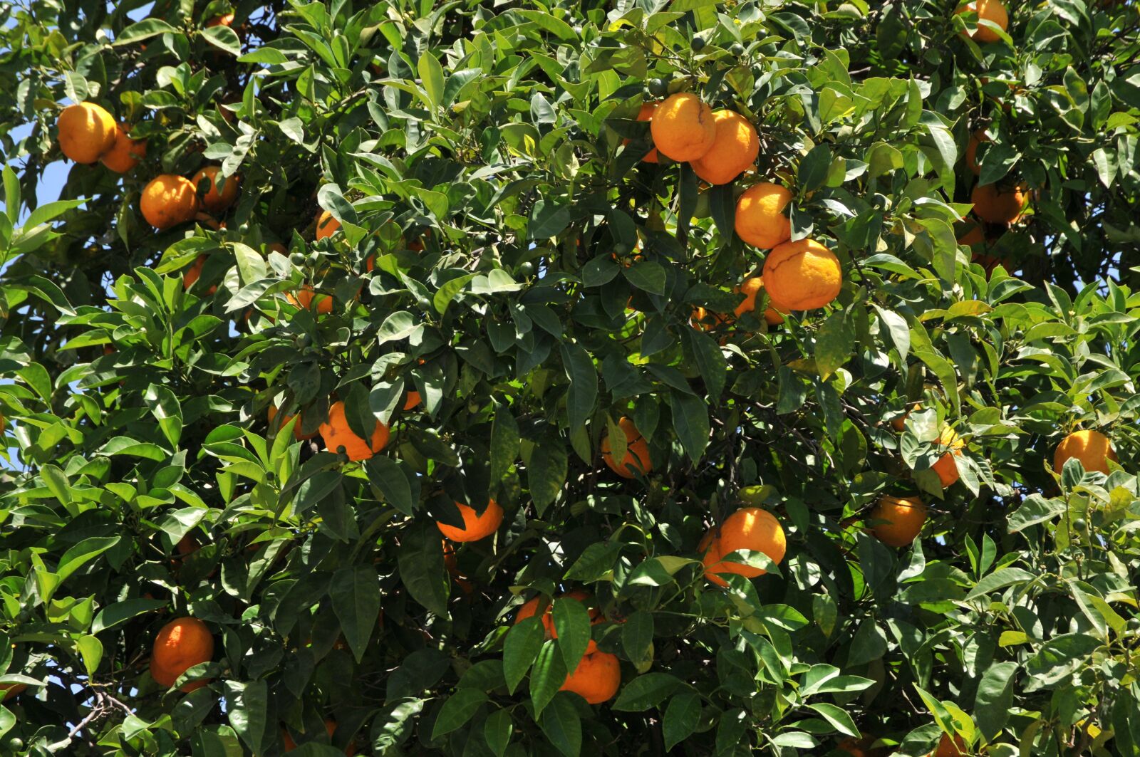 Nikon D300 sample photo. Oranges, tree, foliage photography