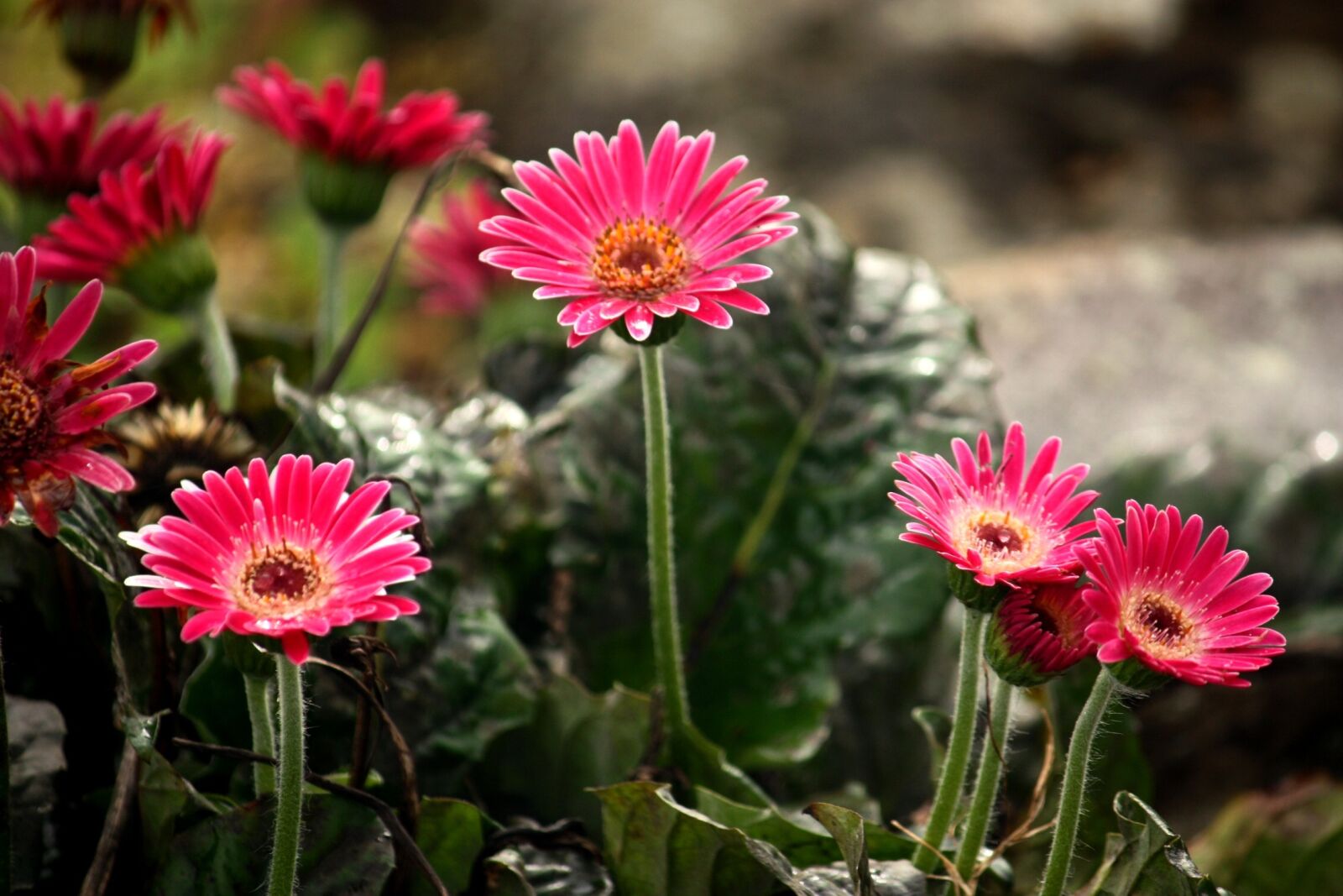 Canon EOS 450D (EOS Rebel XSi / EOS Kiss X2) sample photo. Pink, flowers, wild photography
