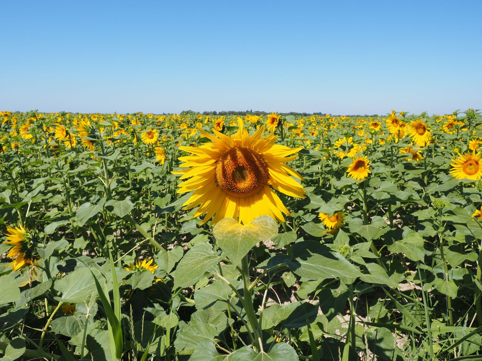 Olympus OM-D E-M1 + Olympus M.Zuiko Digital ED 12-40mm F2.8 Pro sample photo. Sunflower, sunflower field, helianthus photography