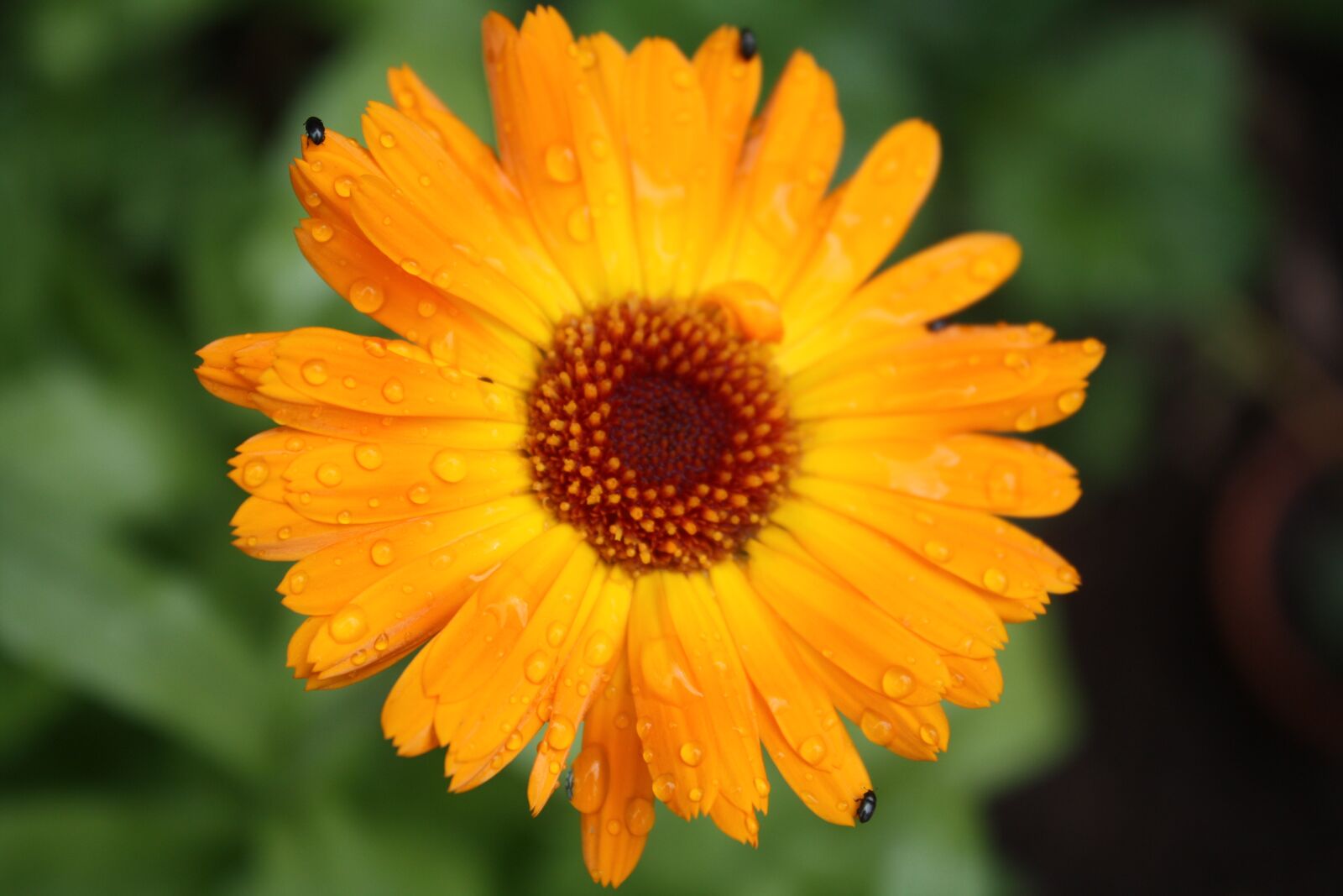 Canon EOS 450D (EOS Rebel XSi / EOS Kiss X2) sample photo. Calendula officinalis, marigold, calendula photography