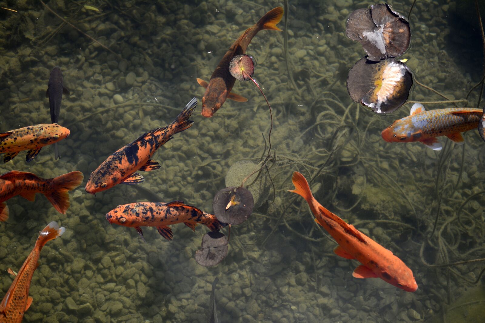 Nikon D7100 sample photo. Fish, koi, creature photography
