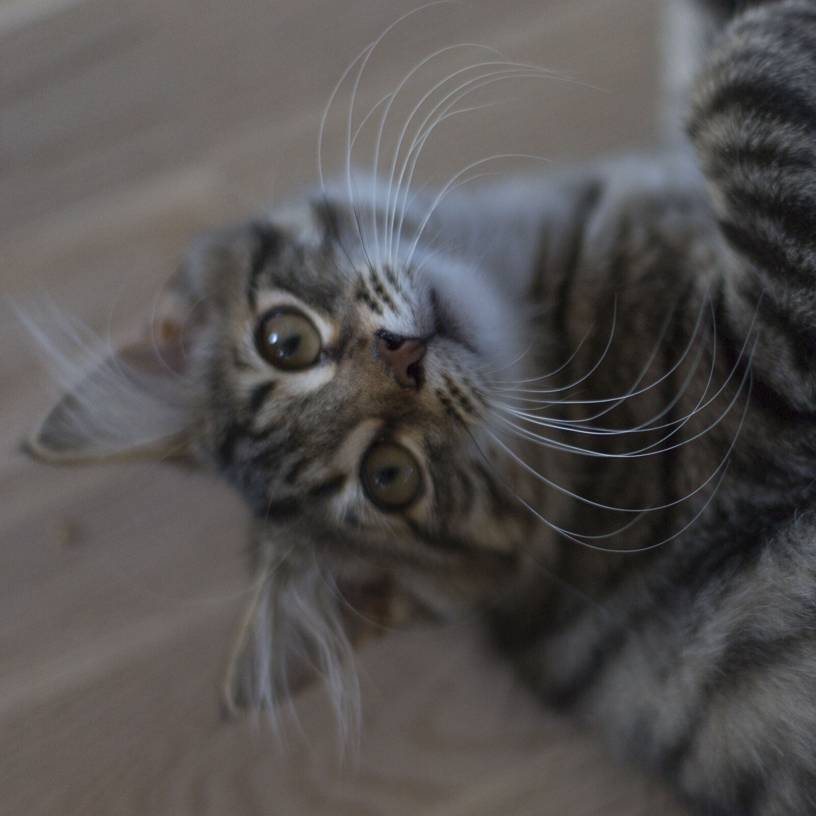 Canon EF 50mm F1.4 USM sample photo. Cat, cats photography