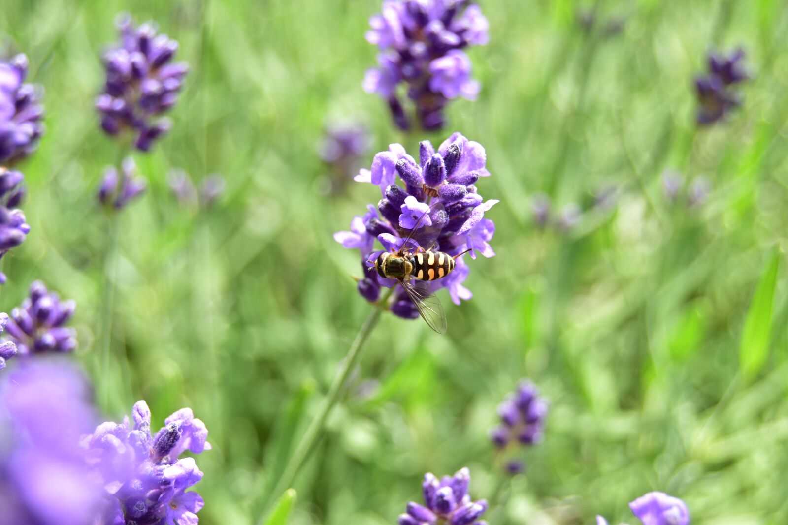 Nikon D5600 sample photo. Bee, lavender, nectar photography