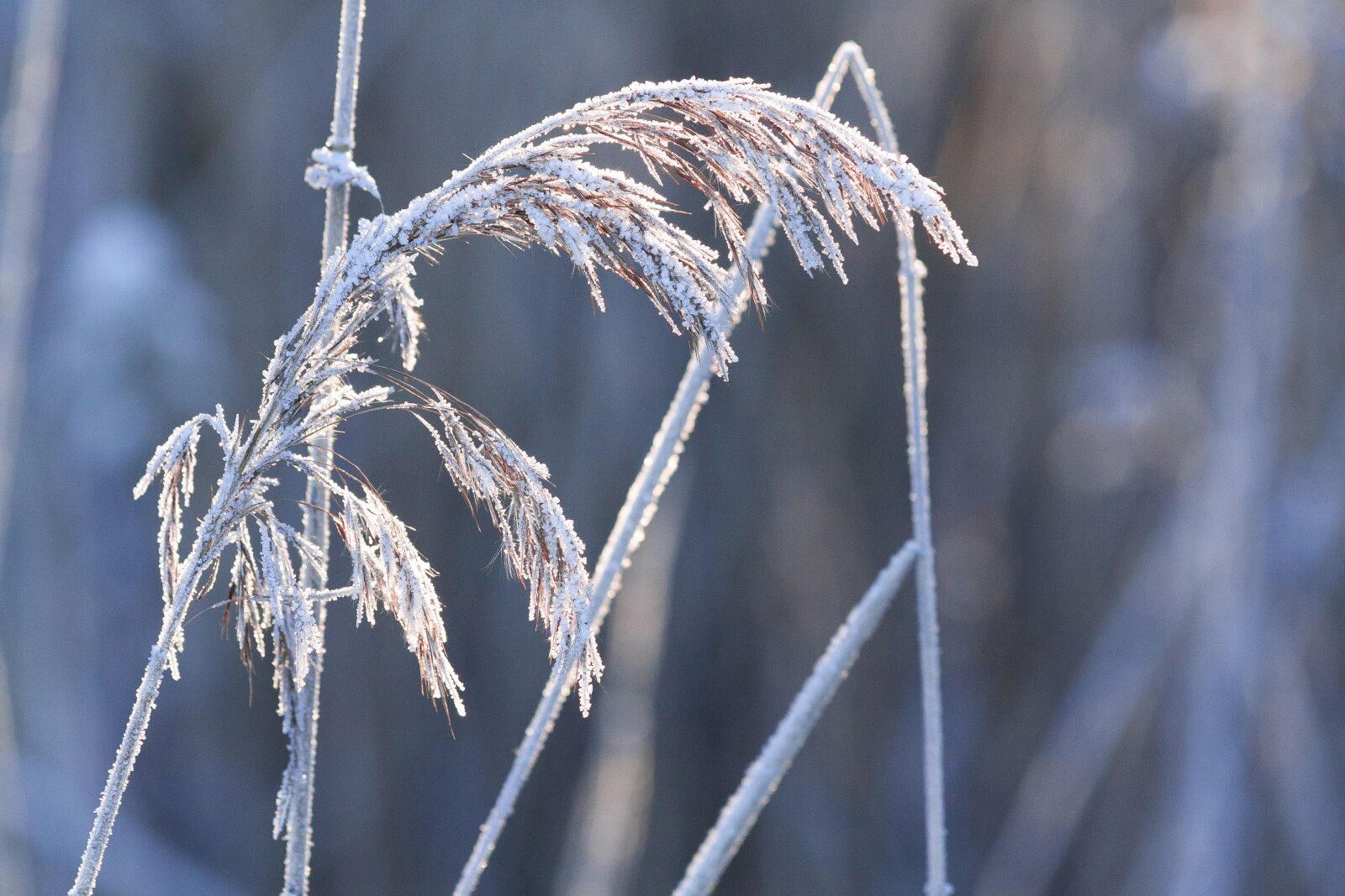 Canon EOS 50D sample photo. Hoarfrost, frost, winter photography