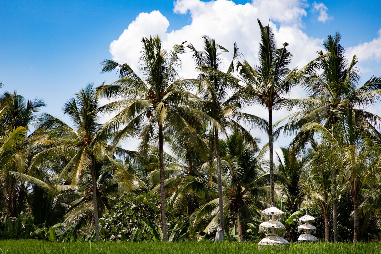 Canon EOS 6D Mark II sample photo. Palm trees, blue sky photography