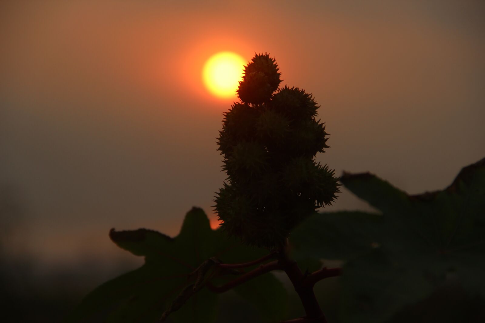 Canon EOS 600D (Rebel EOS T3i / EOS Kiss X5) sample photo. Vietnam, sun, natural photography