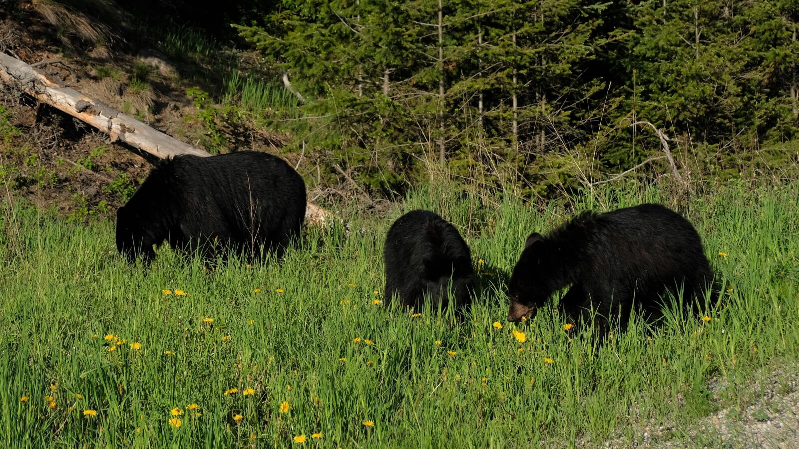 Fujifilm X-T20 + Fujifilm XC 16-50mm F3.5-5.6 OIS II sample photo. Black bears, canada, rocky photography