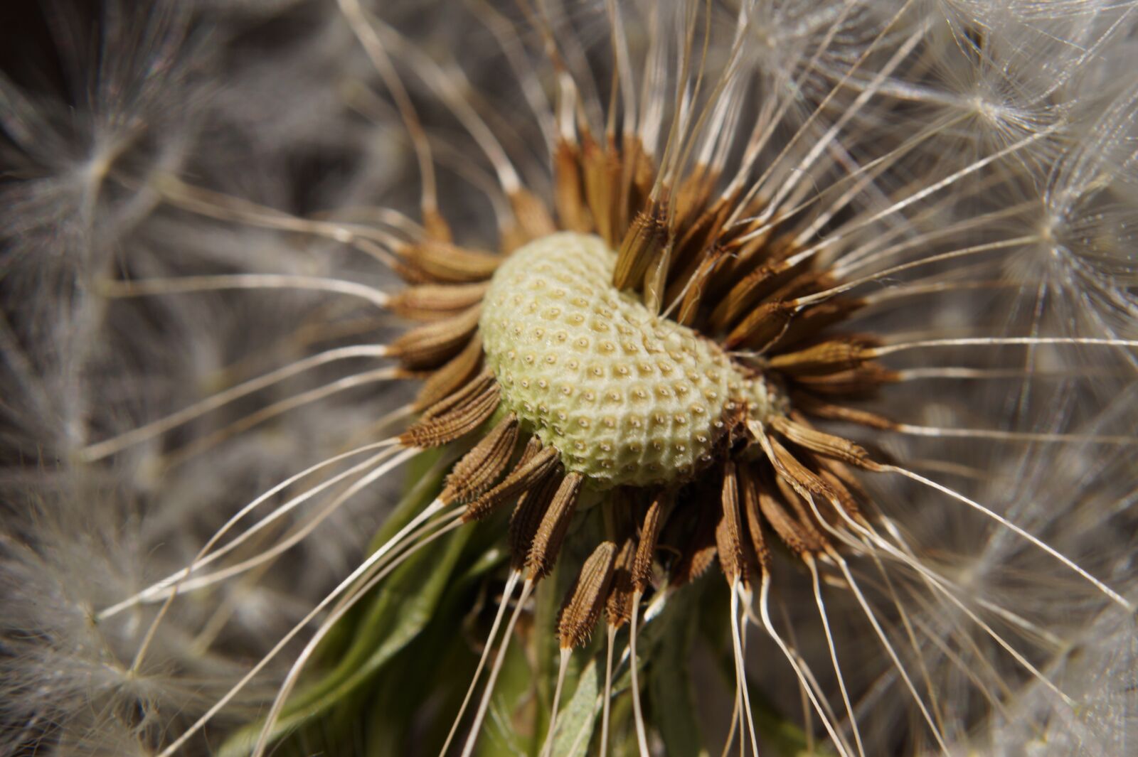 Sony SLT-A58 sample photo. Dandelion, seeds, weed photography