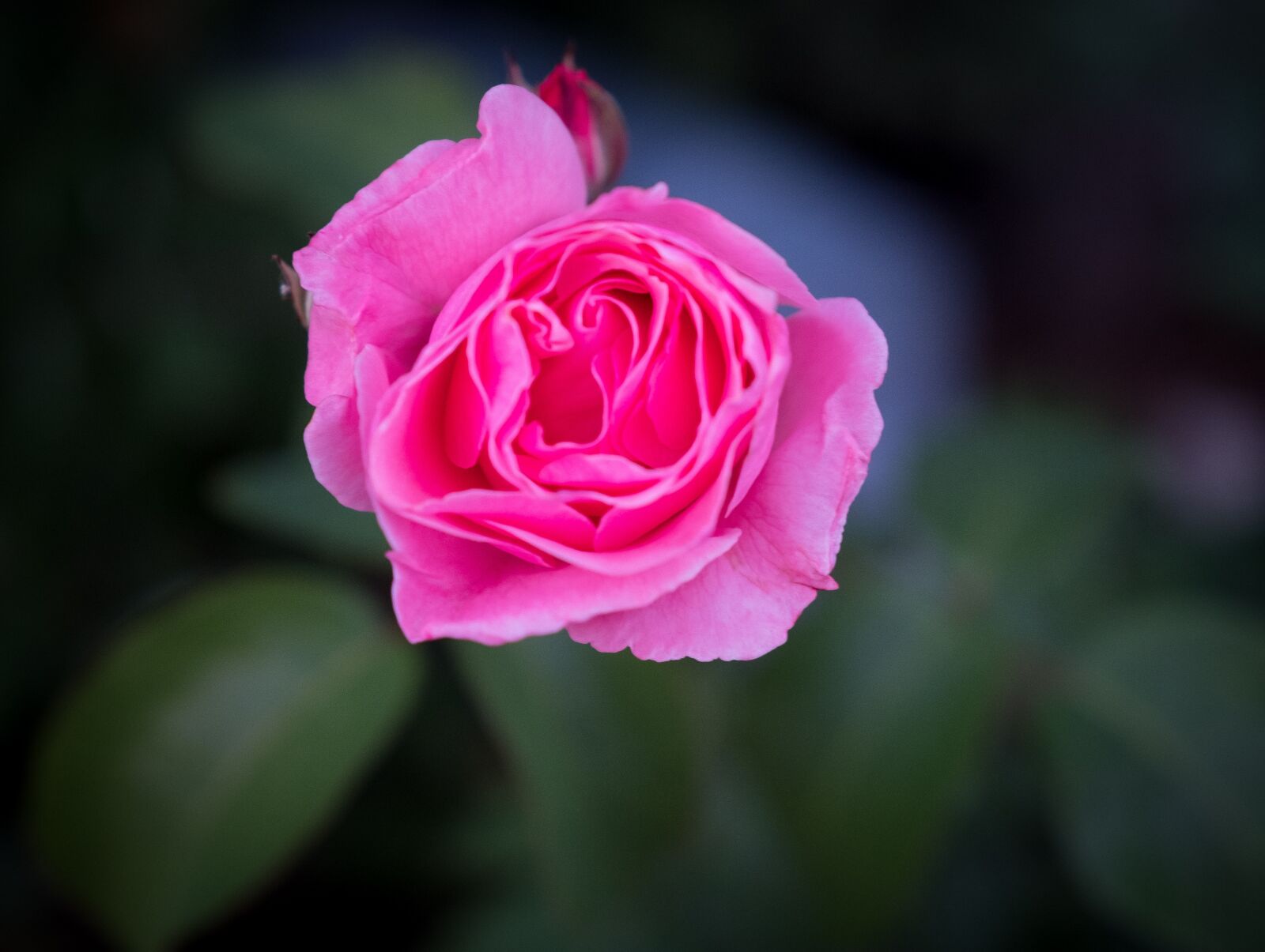 Fujifilm X-T2 sample photo. Rose, blossom, bloom photography