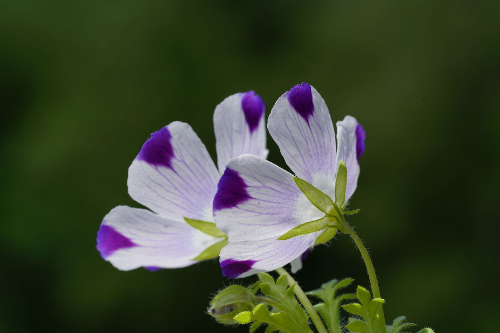 Sony a7R II + Sony FE 90mm F2.8 Macro G OSS sample photo. Flower, blossom, bloom photography