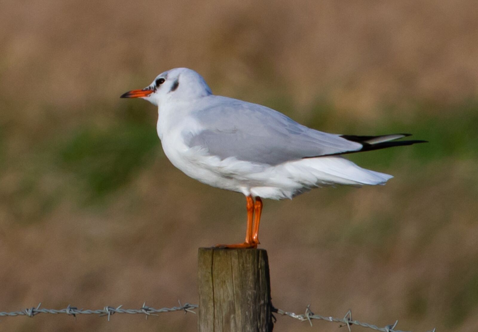 Canon EOS 7D Mark II sample photo. Birds on a post photography