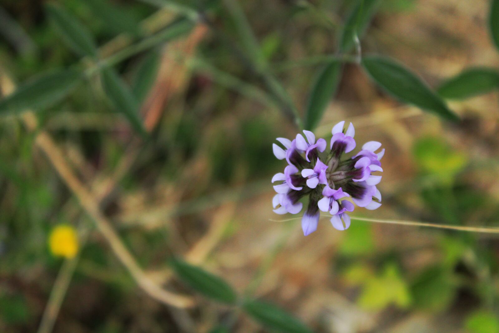 Canon EOS 2000D (EOS Rebel T7 / EOS Kiss X90 / EOS 1500D) sample photo. Flower, nature, violet photography